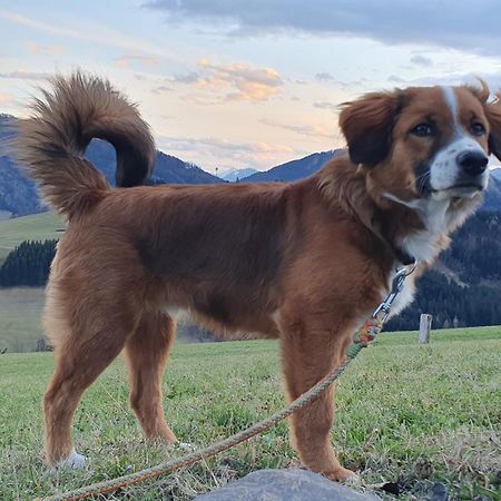 Mitterhirschberg, Familie Schweighuber Apartment ไวด์โฮเฟิน อัน แดร์อิบส์ ภายนอก รูปภาพ