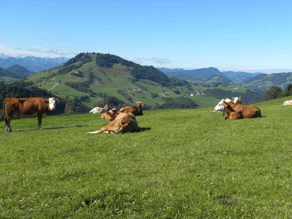Mitterhirschberg, Familie Schweighuber Apartment ไวด์โฮเฟิน อัน แดร์อิบส์ ภายนอก รูปภาพ